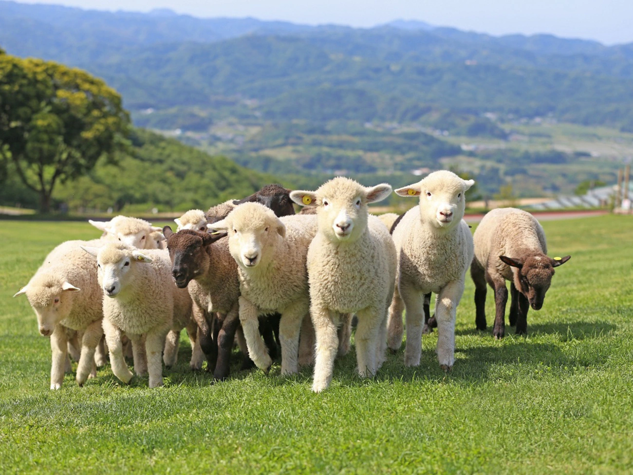 마더 목장 | 그랜드 머큐어 미나미보소 리조트 & 스파 【공식】