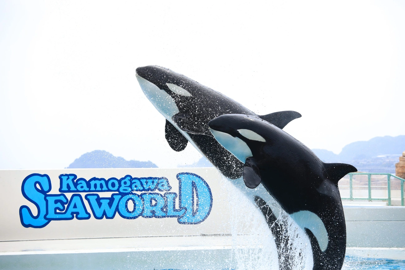 鴨川シーワールド｜グランドメルキュール南房総リゾート＆スパ【公式】