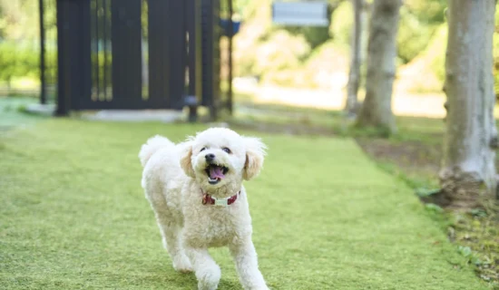 완다후오! 도그랑