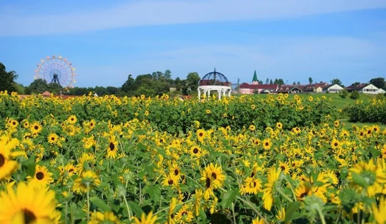照片畫廊圖像|南房總美爵溫泉度假酒店