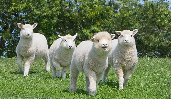 照片畫廊圖像|南房總美爵溫泉度假酒店