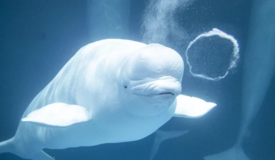 照片畫廊圖像|南房總美爵溫泉度假酒店