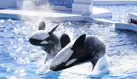 照片畫廊圖像|南房總美爵溫泉度假酒店