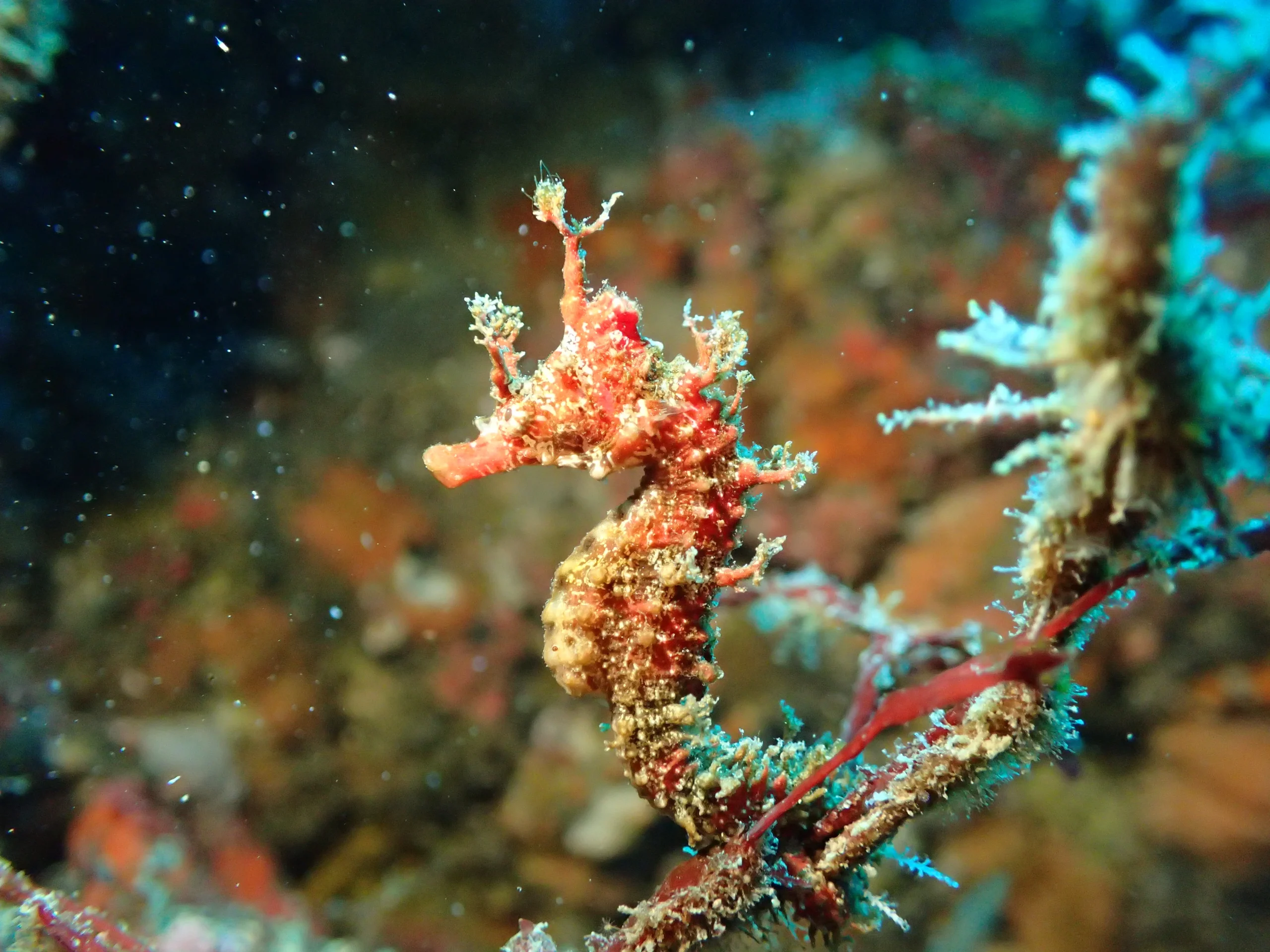 체험 다이빙 | 그랜드 머큐어 미나미보소 리조트 & 스파