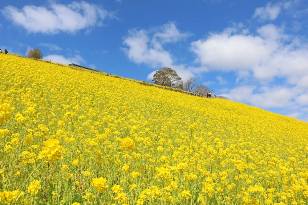 Let's find the best spring. Strawberry picking and flower picking at Minami Boso　