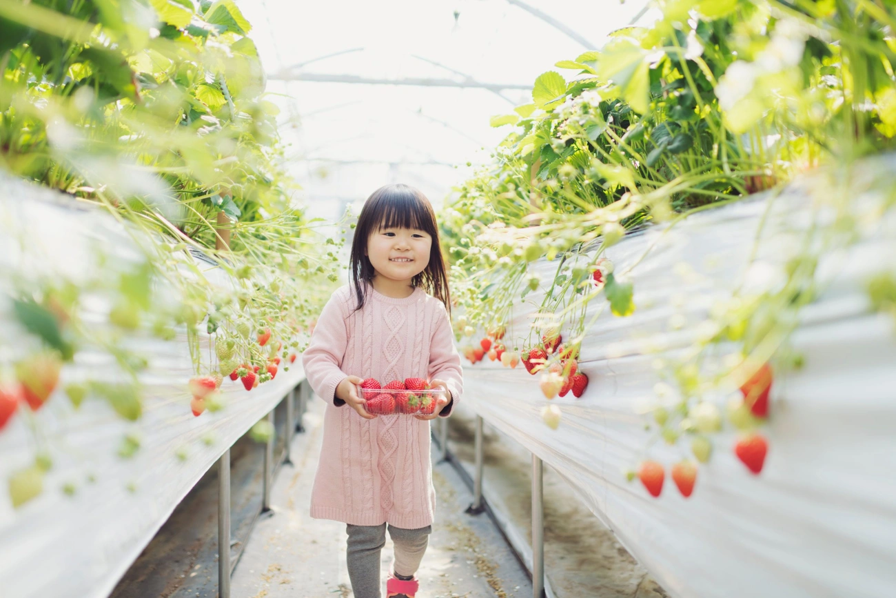 딸기 사냥 | 그랜드 머큐어 미나미보소 리조트 & 스파
